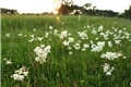 Filipendula hexapetala 4